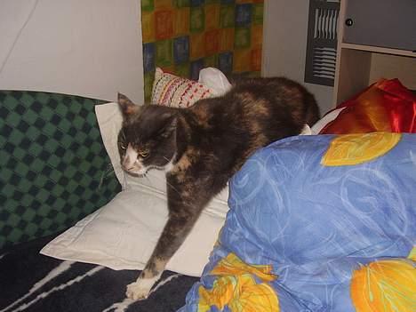 Blanding af racer Kitti billede 4