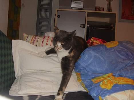 Blanding af racer Kitti billede 5