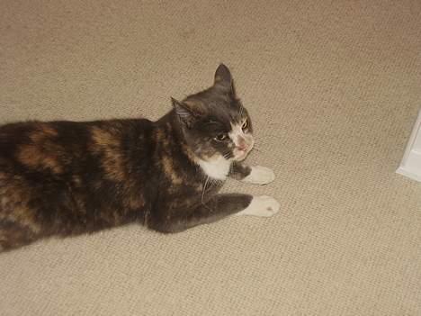 Blanding af racer Kitti billede 6