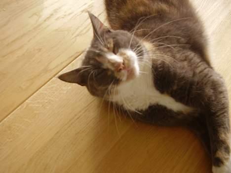 Blanding af racer Kitti billede 7