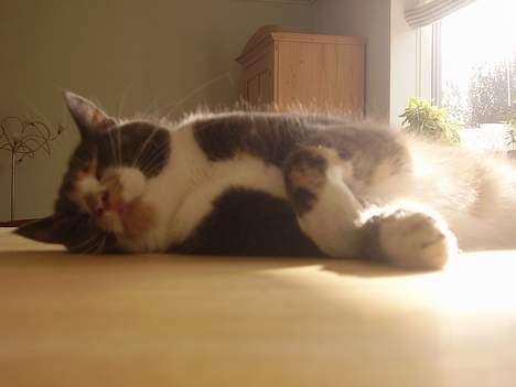 Blanding af racer Kitti billede 9