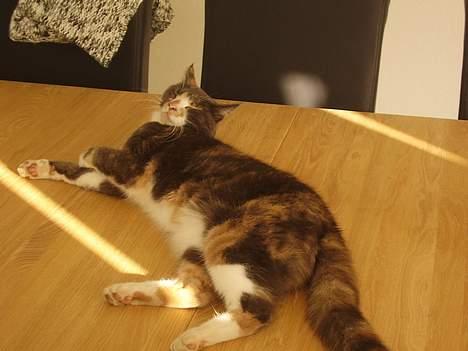 Blanding af racer Kitti billede 10