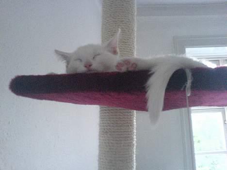 Blanding af racer NimNim R.I.P - øverste hylde.. det bare det bedste... billede 9