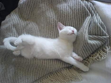 Blanding af racer NimNim R.I.P billede 10