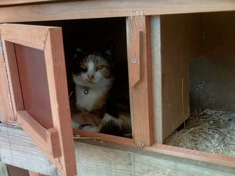 Huskat Piv billede 18