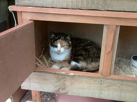 Huskat Piv billede 19