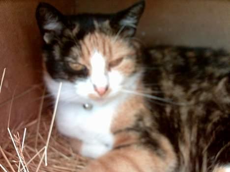 Huskat Piv billede 20