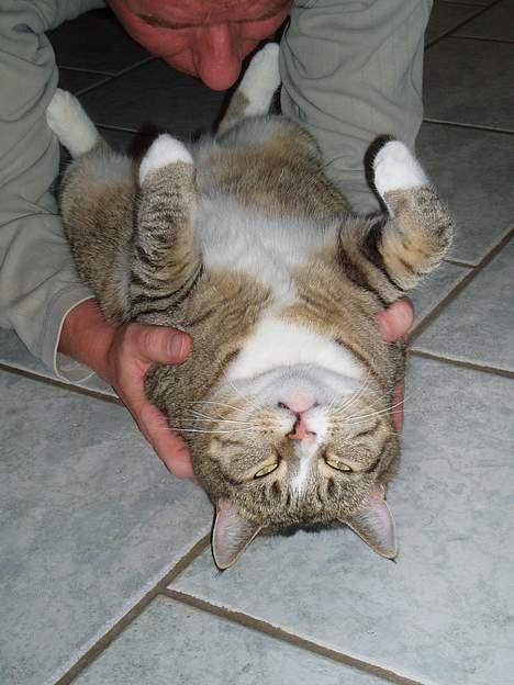 Huskat Sally - Ja, helt normal har jeg ikke sagt at hun er, hahahaha... billede 15