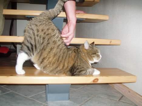 Huskat Sally - Hendes blotte punkt, hehe hun er så skør.. billede 16