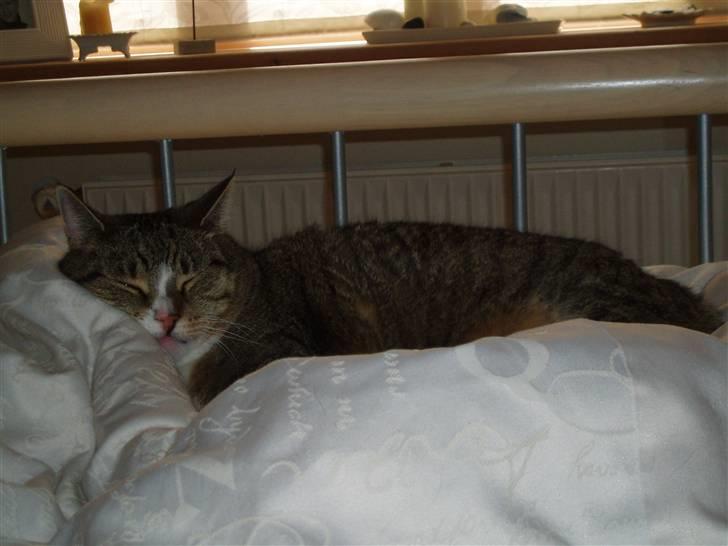 Huskat Sally - Sally der ligger meget mærekeligt, haha <3 billede 17