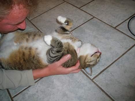 Huskat Sally - Skøre kat. billede 18