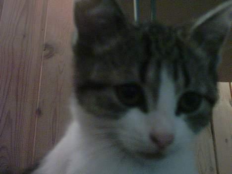 Huskat Mis pigen - mis-pigen billede 1