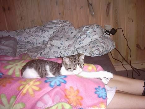 Huskat Mis pigen - Aften-hygge ved fjernsynet :) billede 2