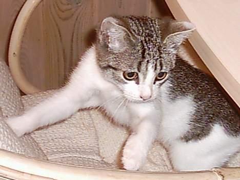 Huskat Mis pigen - Hun har vidst lavet ballade (igen) !? billede 3