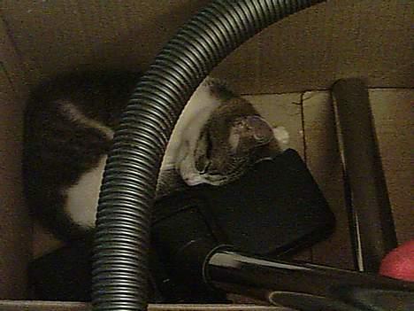 Huskat Mis pigen - Mis-pigen kan godt lide hendes bedste ven (altså støvsugeren) :) billede 4