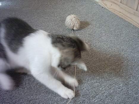 Huskat Mis pigen - Mis-pigen leger med garn-nøglen :) billede 5