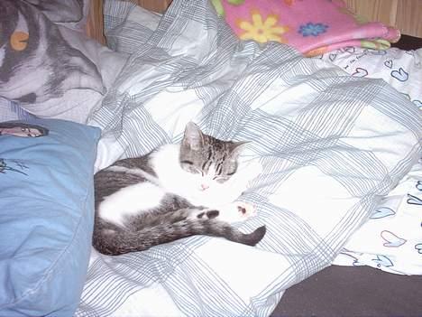 Huskat Mis pigen - Hun ligger og sover i sengen ( Hvem kan nænne at smide hende væk :) ) billede 6