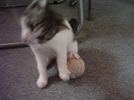 Huskat Mis pigen - Mis-pigen tager magten over garnet :P billede 7