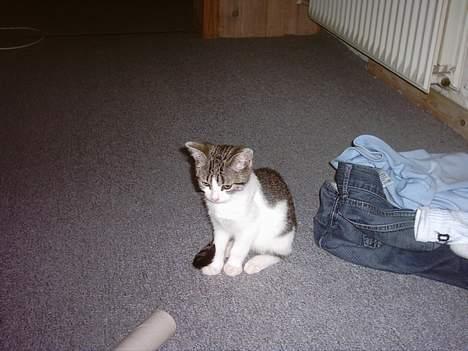 Huskat Mis pigen - Mis-pigen leger med tpiletrullen :) billede 8