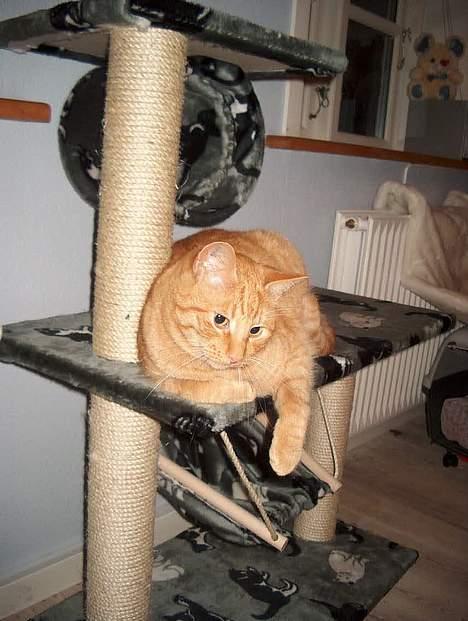 Huskat Rav billede 1