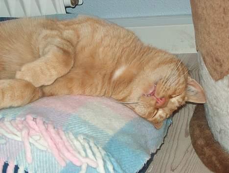 Huskat Rav billede 2