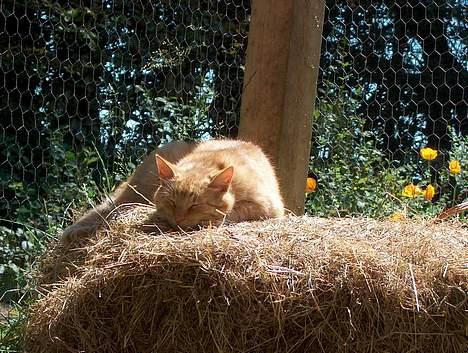 Huskat Rav billede 3