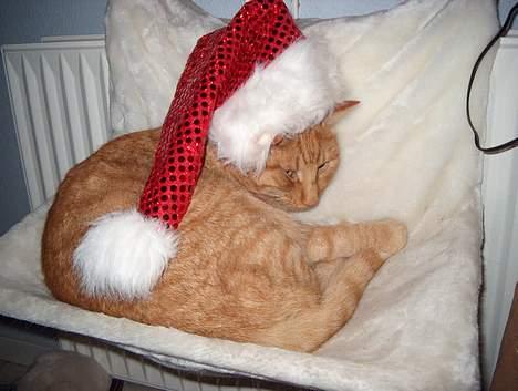 Huskat Rav billede 4