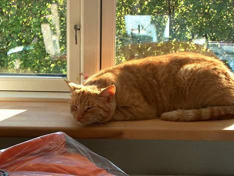 Huskat Rav billede 5