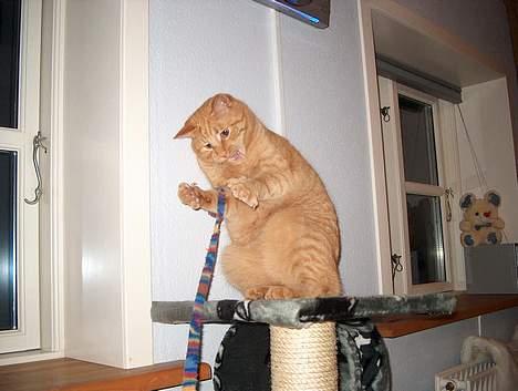 Huskat Rav billede 6