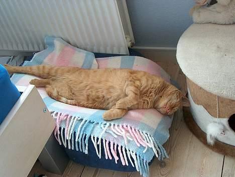 Huskat Rav billede 7