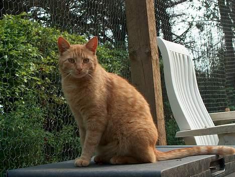 Huskat Rav billede 8