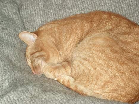 Huskat Rav billede 9