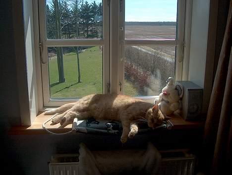 Huskat Rav billede 10