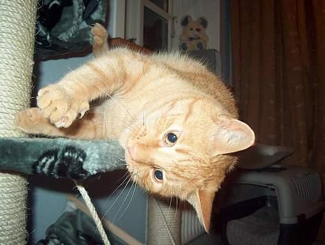 Huskat Rav billede 11