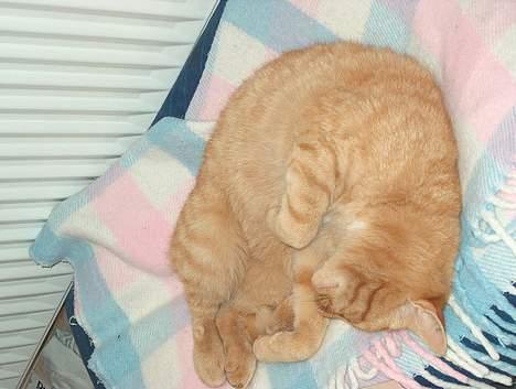 Huskat Rav billede 12