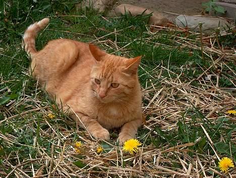 Huskat Rav billede 13