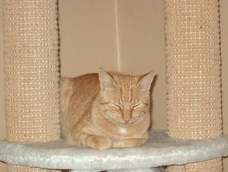 Huskat Rav billede 14