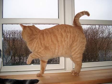 Huskat Rav billede 15