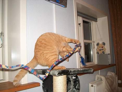 Huskat Rav billede 16