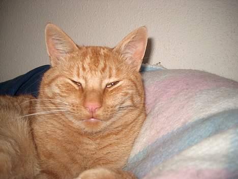 Huskat Rav billede 17