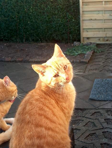 Huskat Rav billede 18