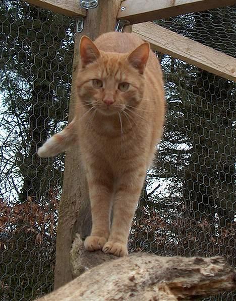 Huskat Rav billede 19