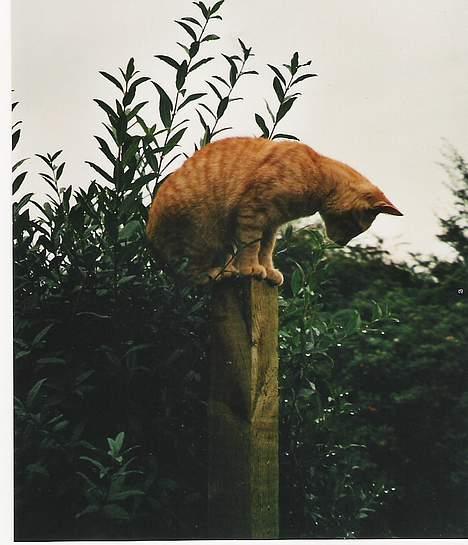 Huskat Rav billede 20