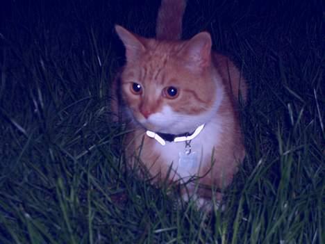Huskat Rafikki billede 5