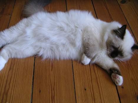 Hellig Birma Mr. Egyptian King Emil billede 18