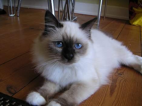 Hellig Birma Mr. Egyptian King Emil billede 19