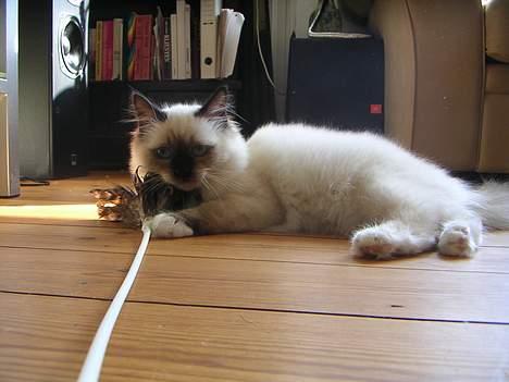 Hellig Birma Mr. Egyptian King Emil billede 20