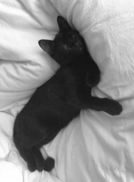 Blanding af racer Olivia - sort engel i skyer xD billede 19