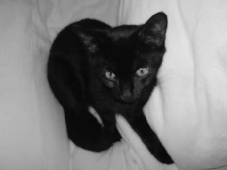 Blanding af racer Olivia - Lille kameraelsker xD billede 20