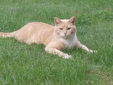 Blanding af racer Valle (er her ikke mere) billede 12